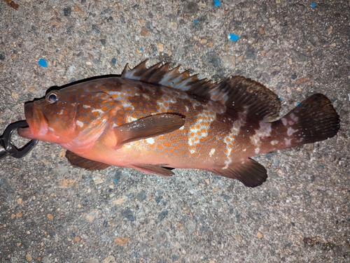 アコウの釣果