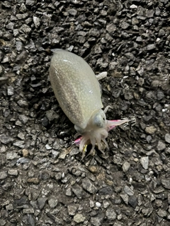 シリヤケイカの釣果