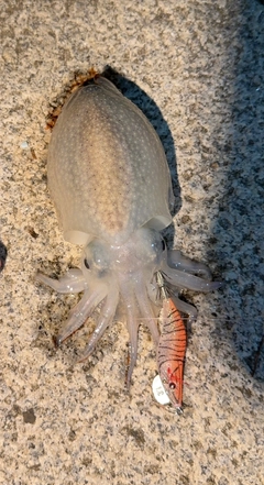 シリヤケイカの釣果