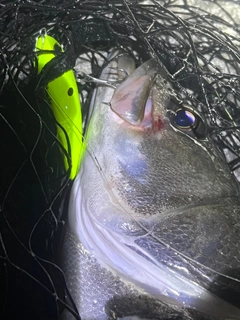 シーバスの釣果