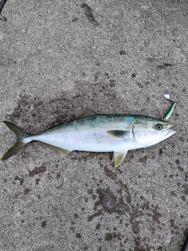 スズキの釣果