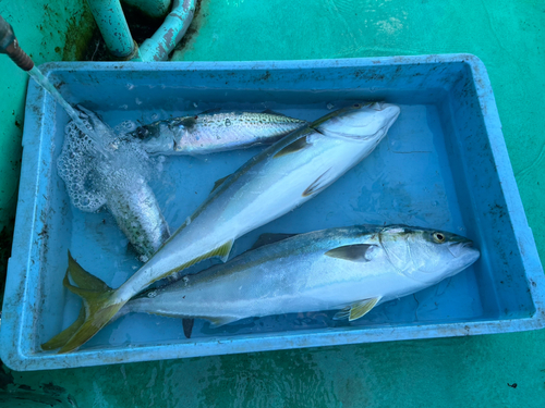 イナダの釣果