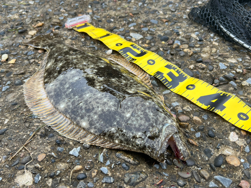 ヒラメの釣果