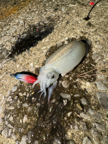 シリヤケイカの釣果