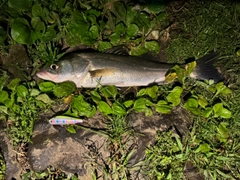 フッコ（マルスズキ）の釣果