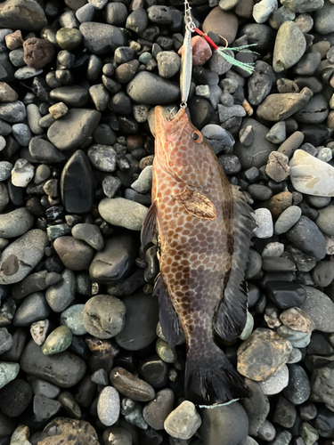 オオモンハタの釣果