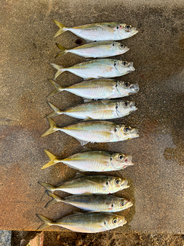 アジの釣果