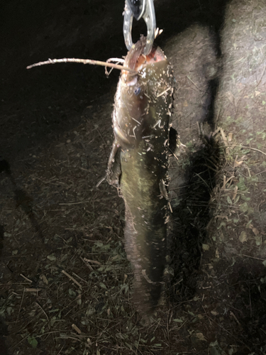 マナマズの釣果