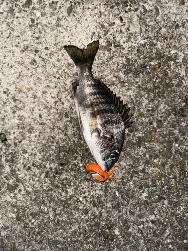 チヌの釣果