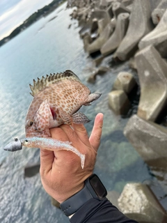 オオモンハタの釣果