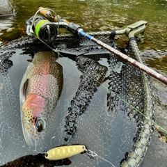 ニジマスの釣果