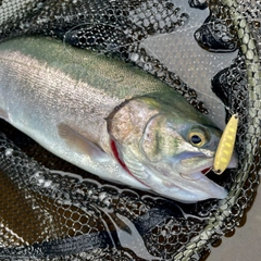 ニジマスの釣果