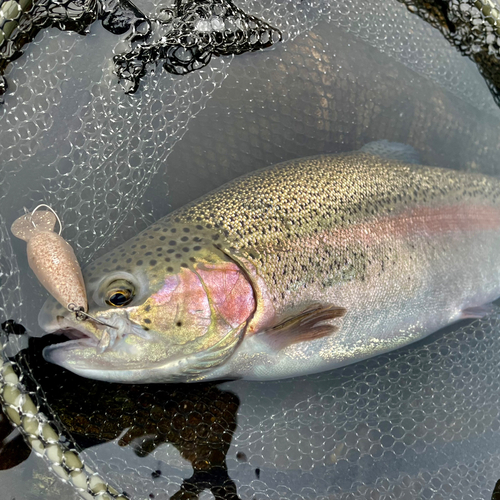 ニジマスの釣果