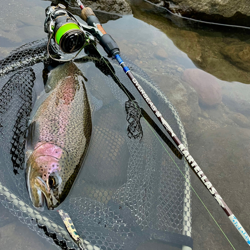 ニジマスの釣果