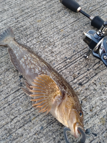 アイナメの釣果