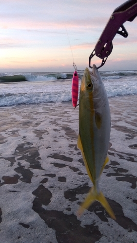 イナダの釣果