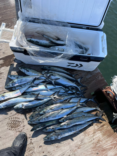 サゴシの釣果