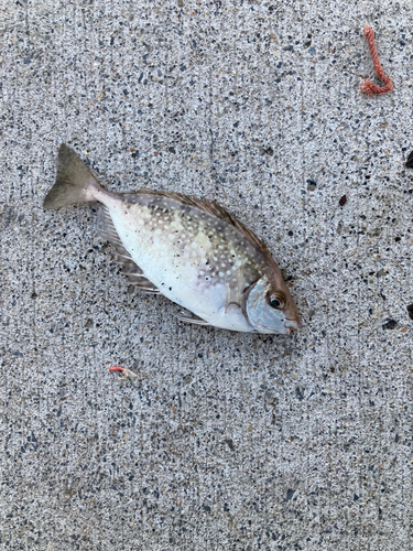 アイゴの釣果