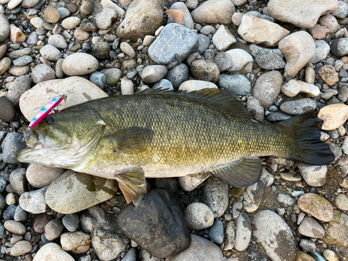 スモールマウスバスの釣果