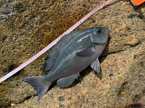 クチブトグレの釣果