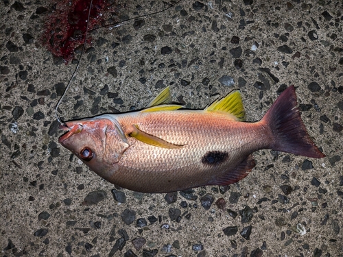 クロホシフエダイの釣果