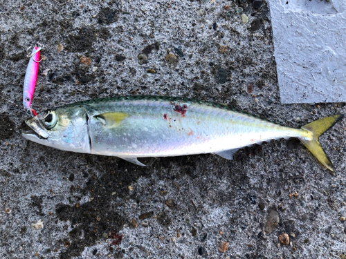 サバの釣果