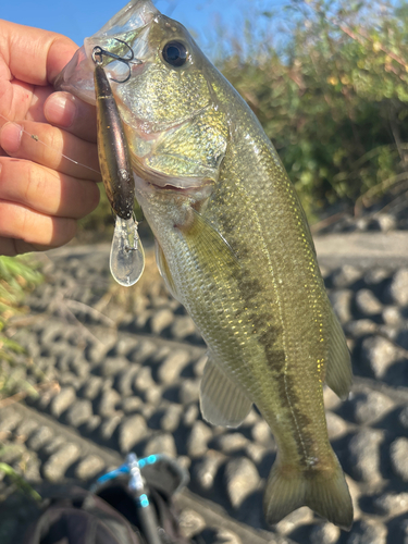 ラージマウスバスの釣果