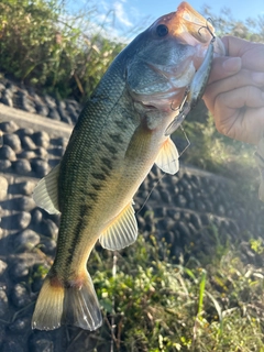 ラージマウスバスの釣果