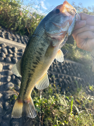 ラージマウスバスの釣果