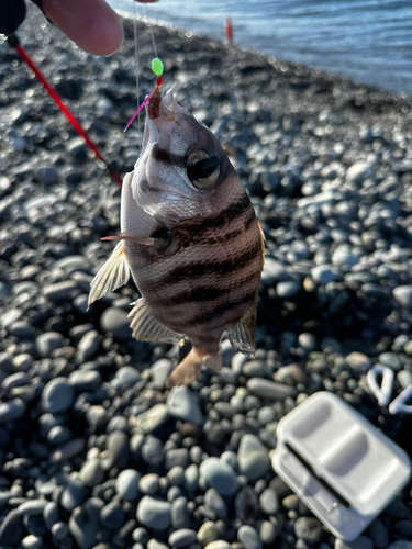 メイチダイの釣果