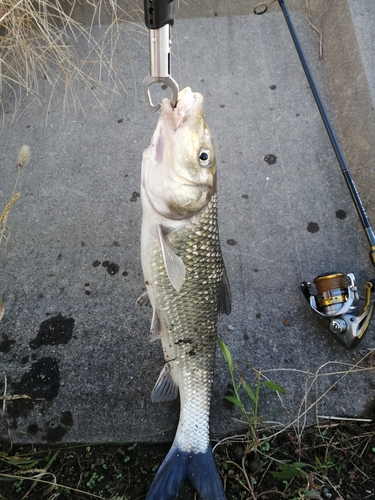 ニゴイの釣果