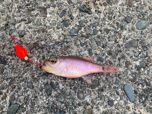 ネンブツダイの釣果