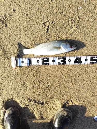 フッコ（マルスズキ）の釣果