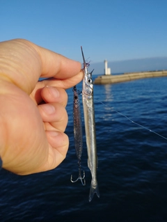 サヨリの釣果