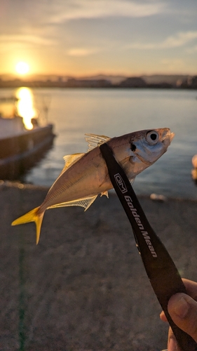 マアジの釣果