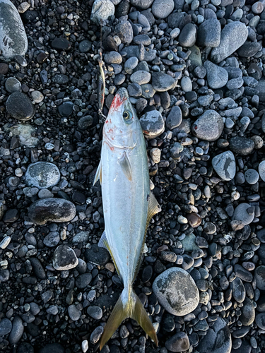 ワカシの釣果