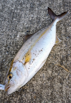 ショゴの釣果