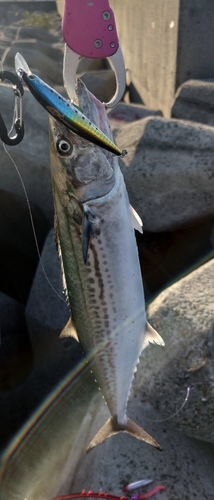 サゴシの釣果