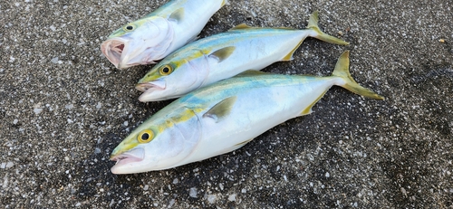 イナダの釣果