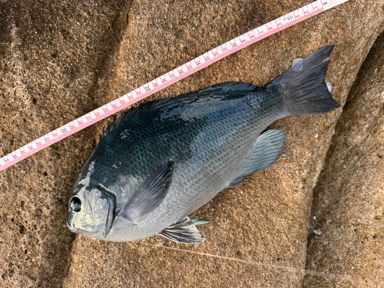 クチブトグレ