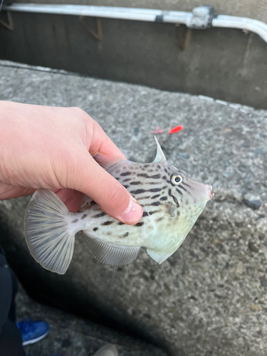 カワハギの釣果