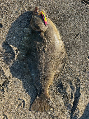 ヒラメの釣果