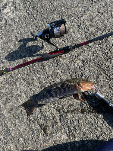 アイナメの釣果