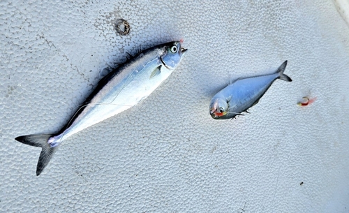 イケカツオの釣果