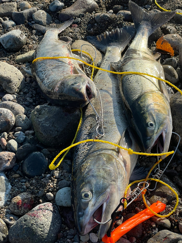 アキアジの釣果