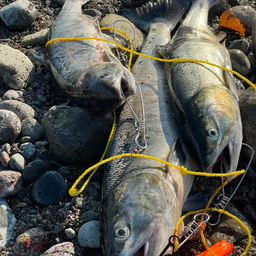 シロザケの釣果・釣り情報まとめ【2024年最新】 - アングラーズ | 釣果600万件の魚釣り情報サイト