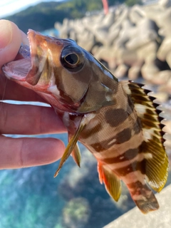 アカハタの釣果