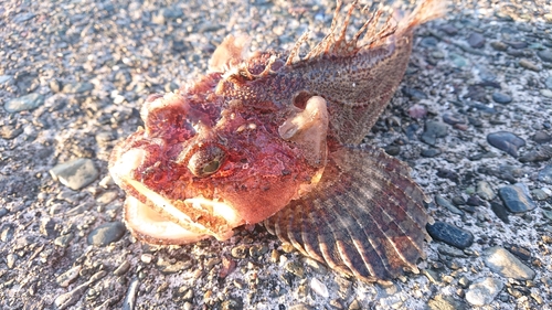 ケムシカジカの釣果