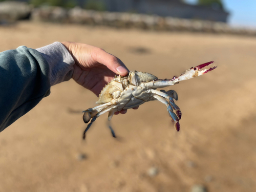 ガザミの釣果