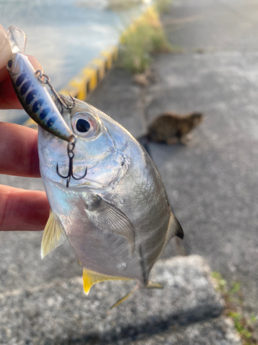 メッキの釣果